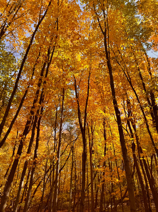 Under the Gold