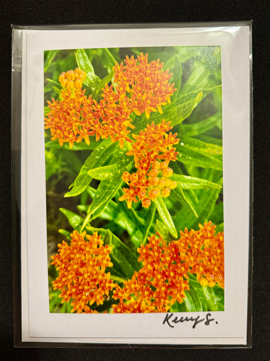 Butterfly Weed - Greeting Card