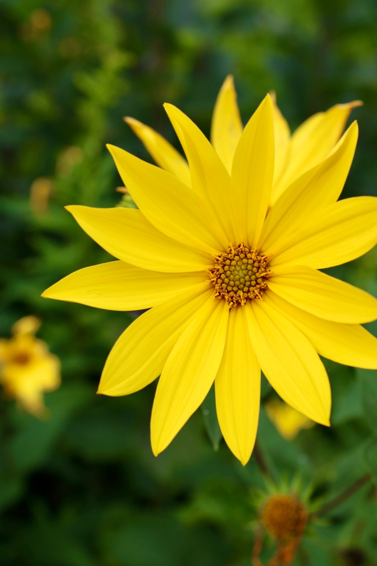 Jerusalem Artichoke