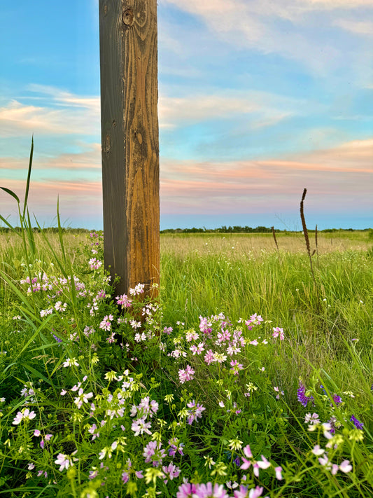 Crownvetch